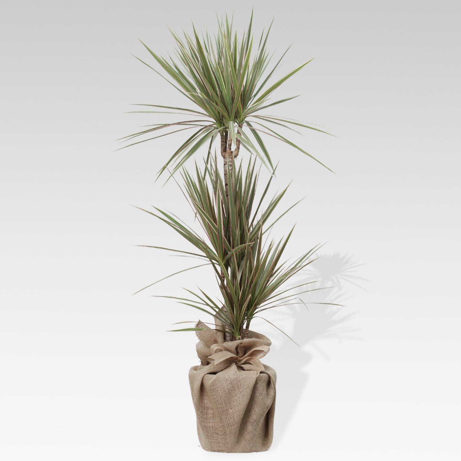 Bicolour Dracaena Marginata Plant Jute Pot