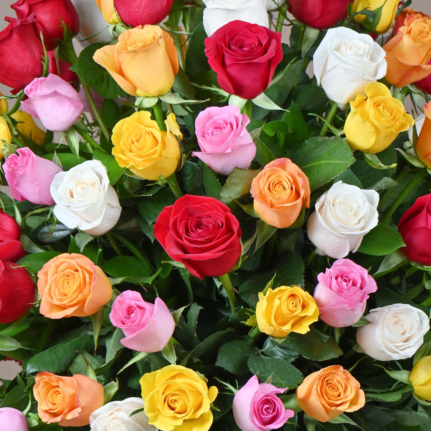 باقة 100 وردة جوري ألوان متعددة في فازة فاخرة