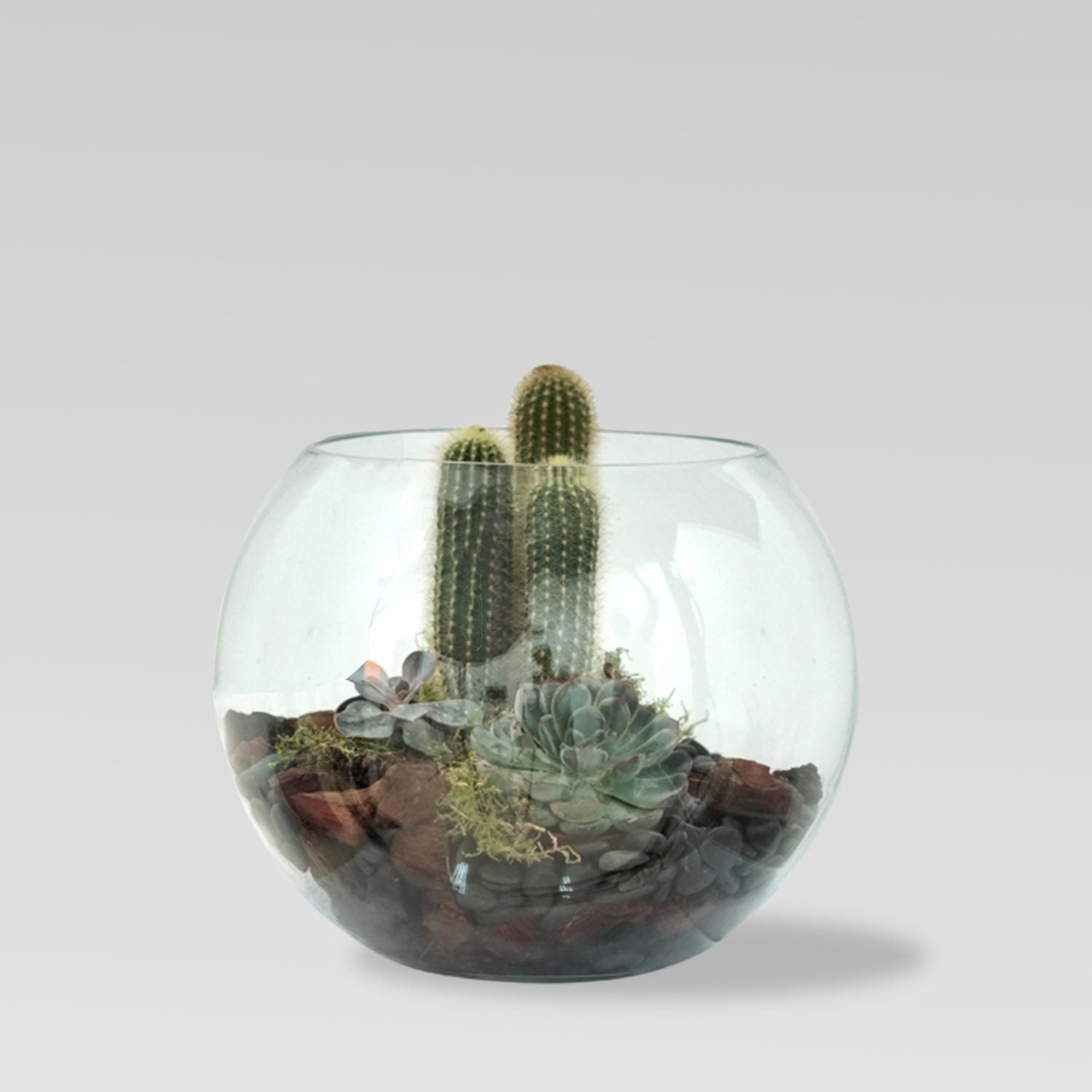 Cactus & Echeveria Plant Fish Bowl