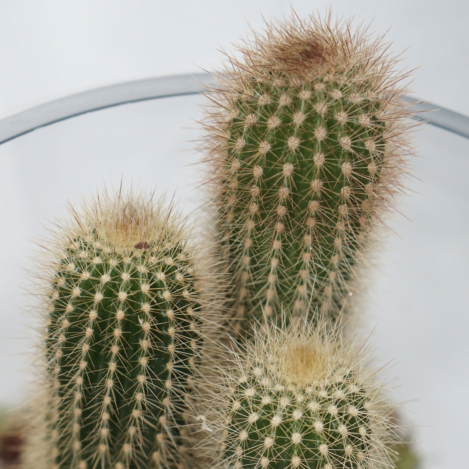 Cactus & Echeveria Plant Fish Bowl