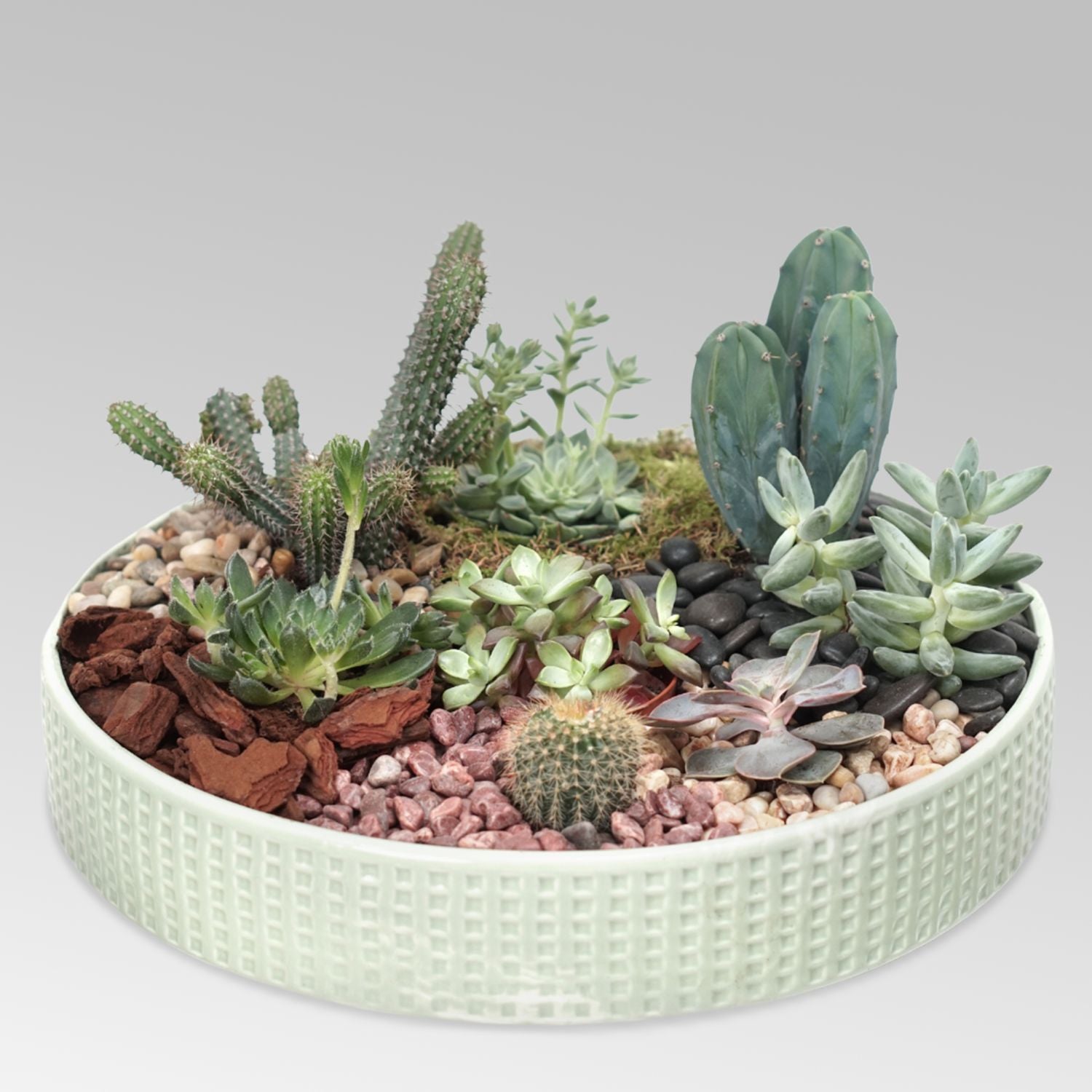 Cactus & Echevieria Plant Big Ceramic Tray