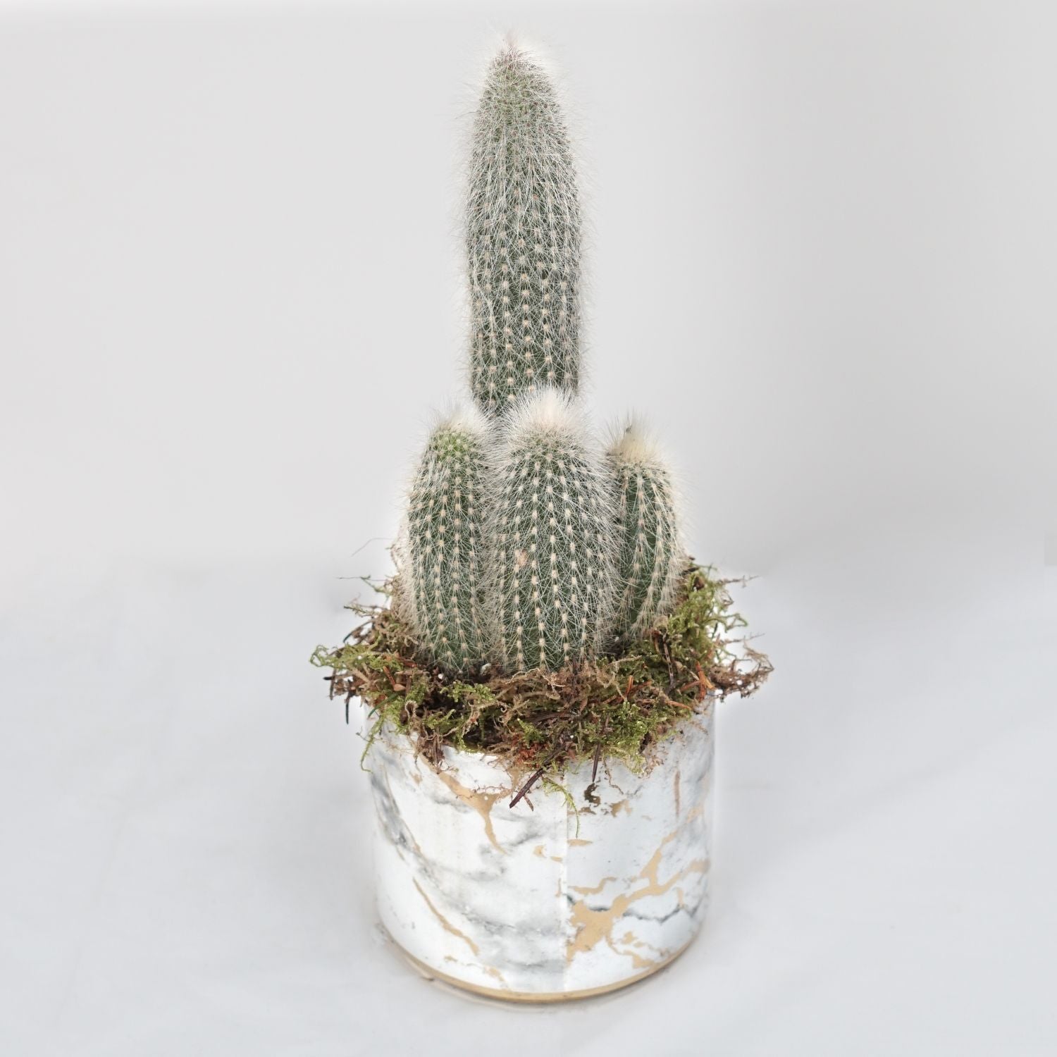 Cactus Plant Grey Ceramic Pot