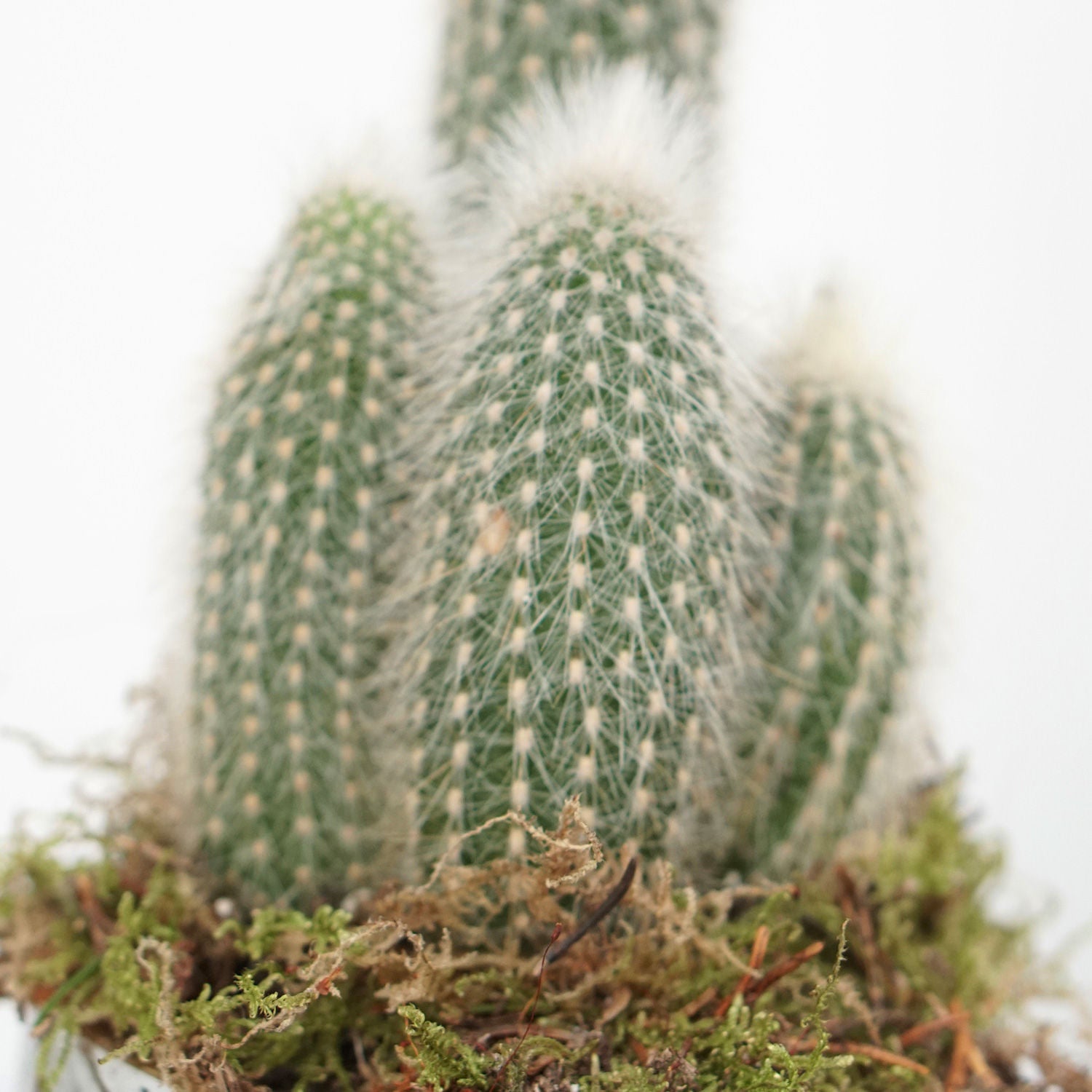 Cactus Plant Grey Ceramic Pot