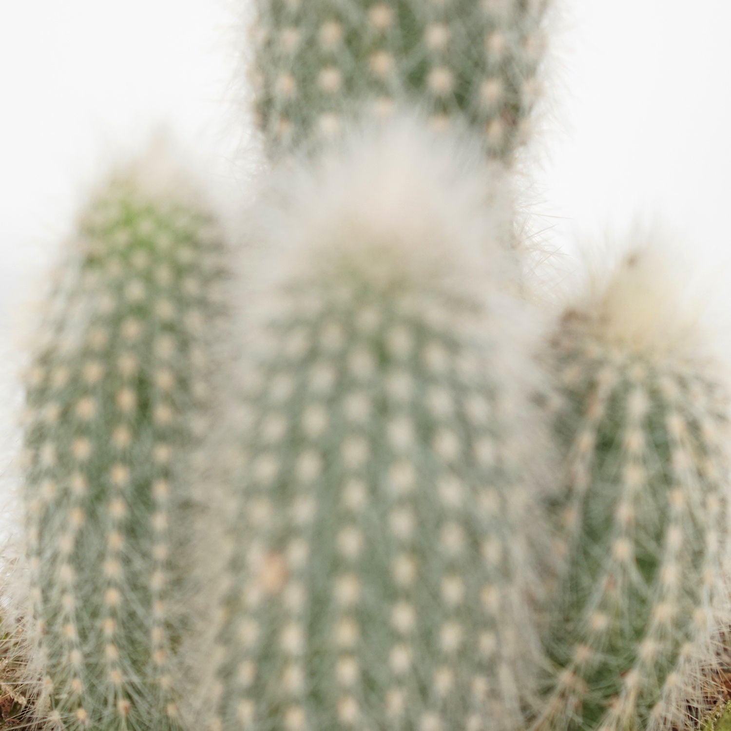 Cactus Plant Grey Ceramic Pot