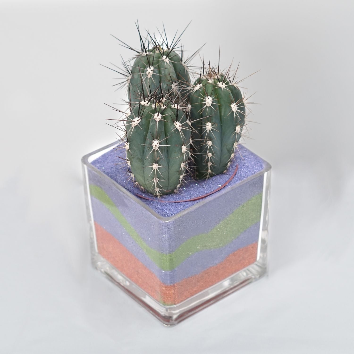 Cactus Plant Square Shaped Glass Jar