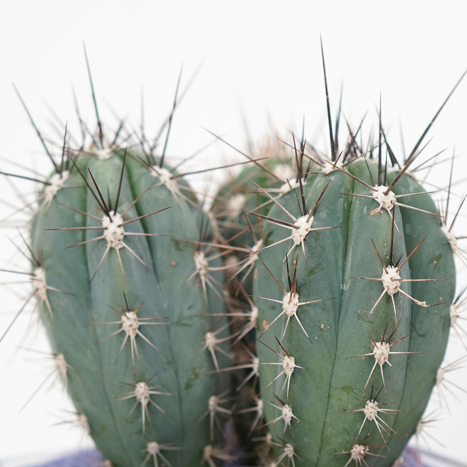 Cactus Plant Square Shaped Glass Jar