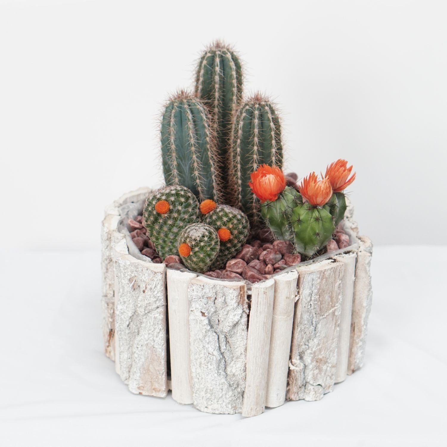 Cactus Plant Square Wooden Pot