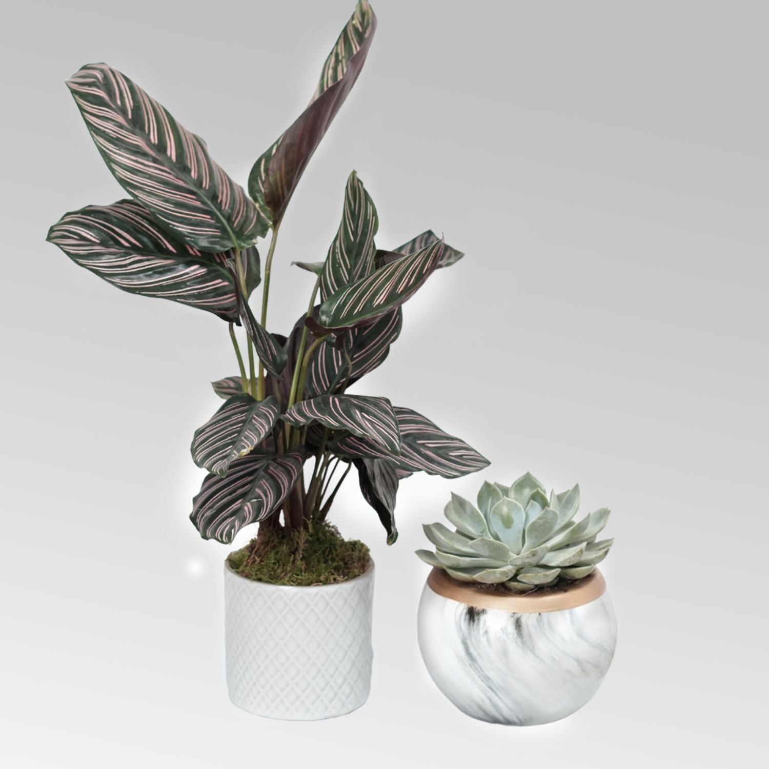 Calathea & Echevieria Plant Combo