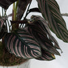 Calathea & Echevieria Plant Combo