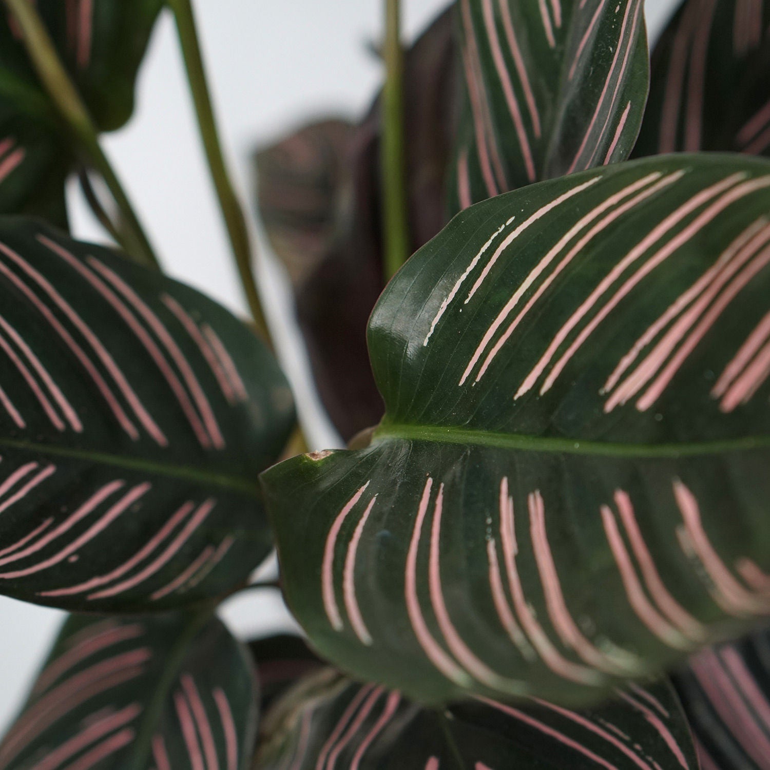 Calathea & Echevieria Plant Combo