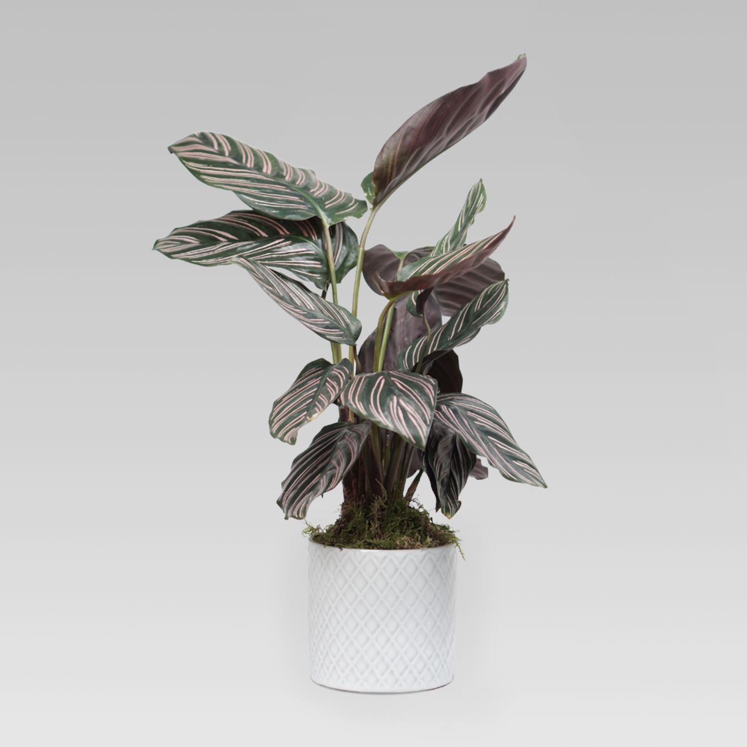 Calathea Sanderiana Plant White Pot