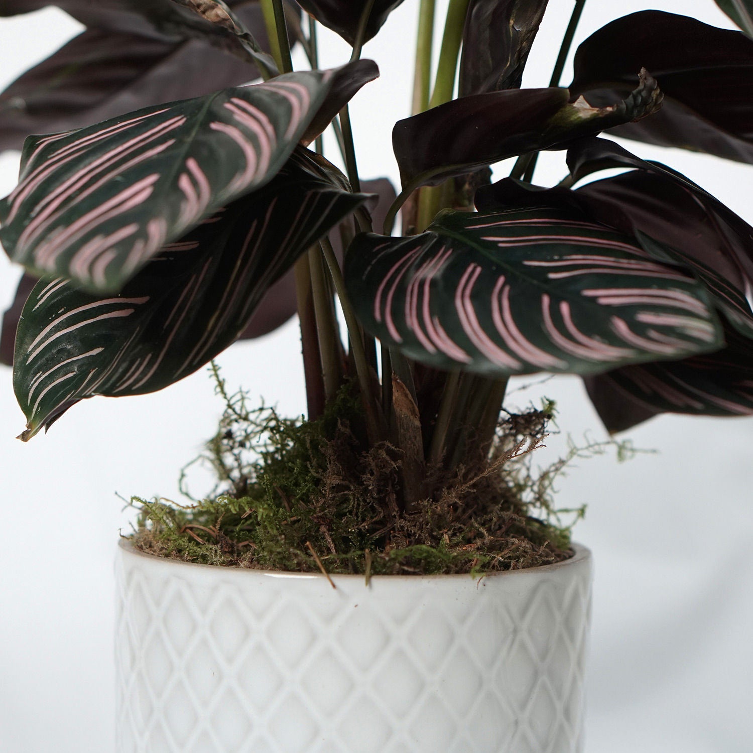 Calathea Sanderiana Plant White Pot