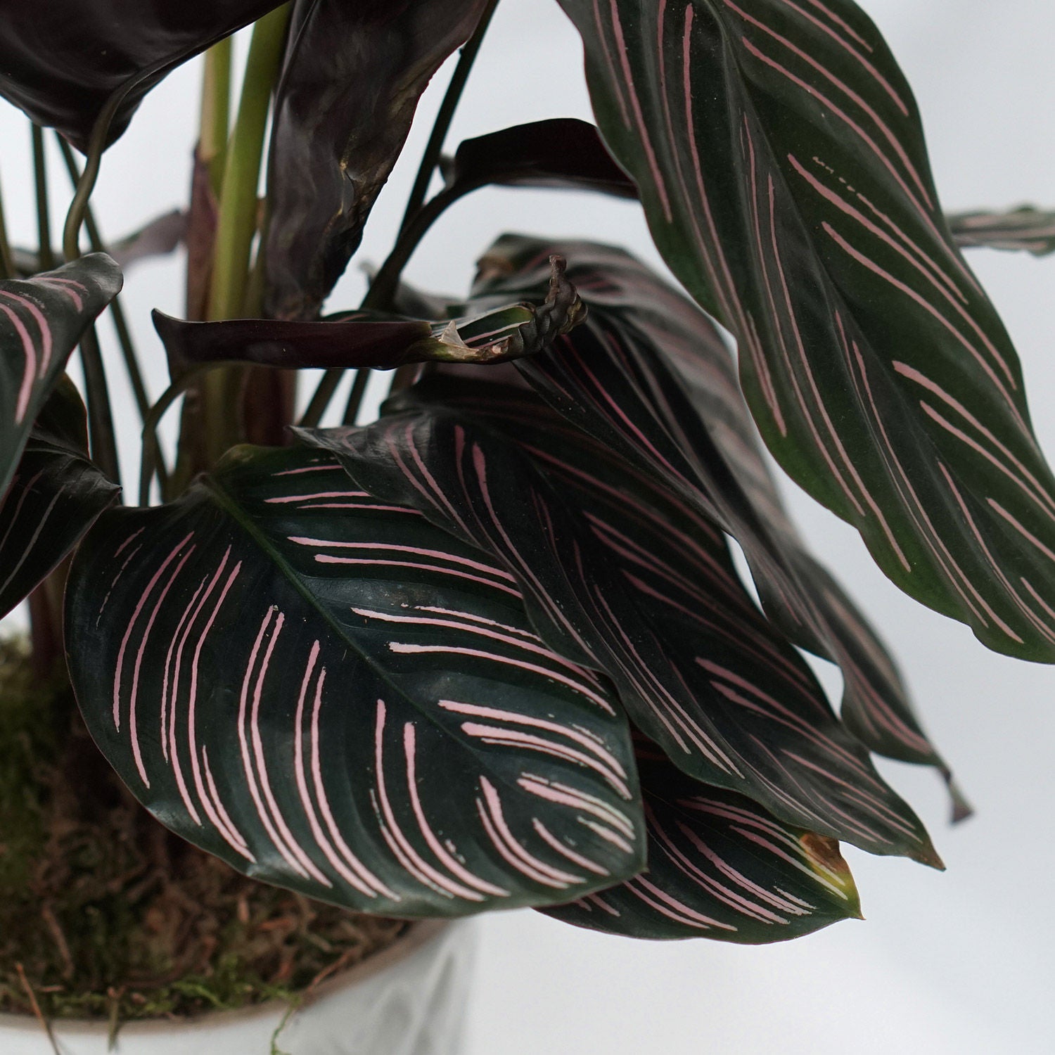 Calathea Sanderiana Plant White Pot