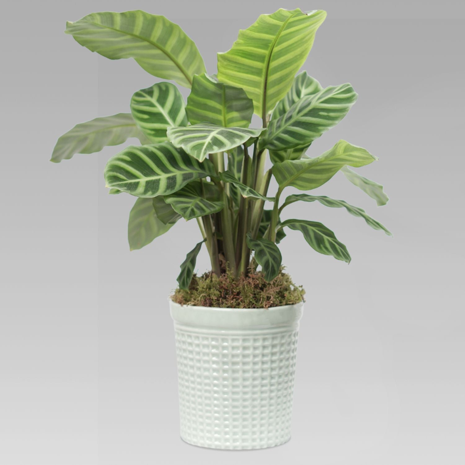 Calathea Zebrina Plant Light Green Pot