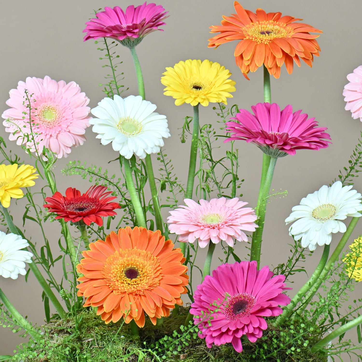 Colorful Flowers Arrangement