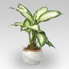 Dieffenbachia Camillia Plant Grey Pot