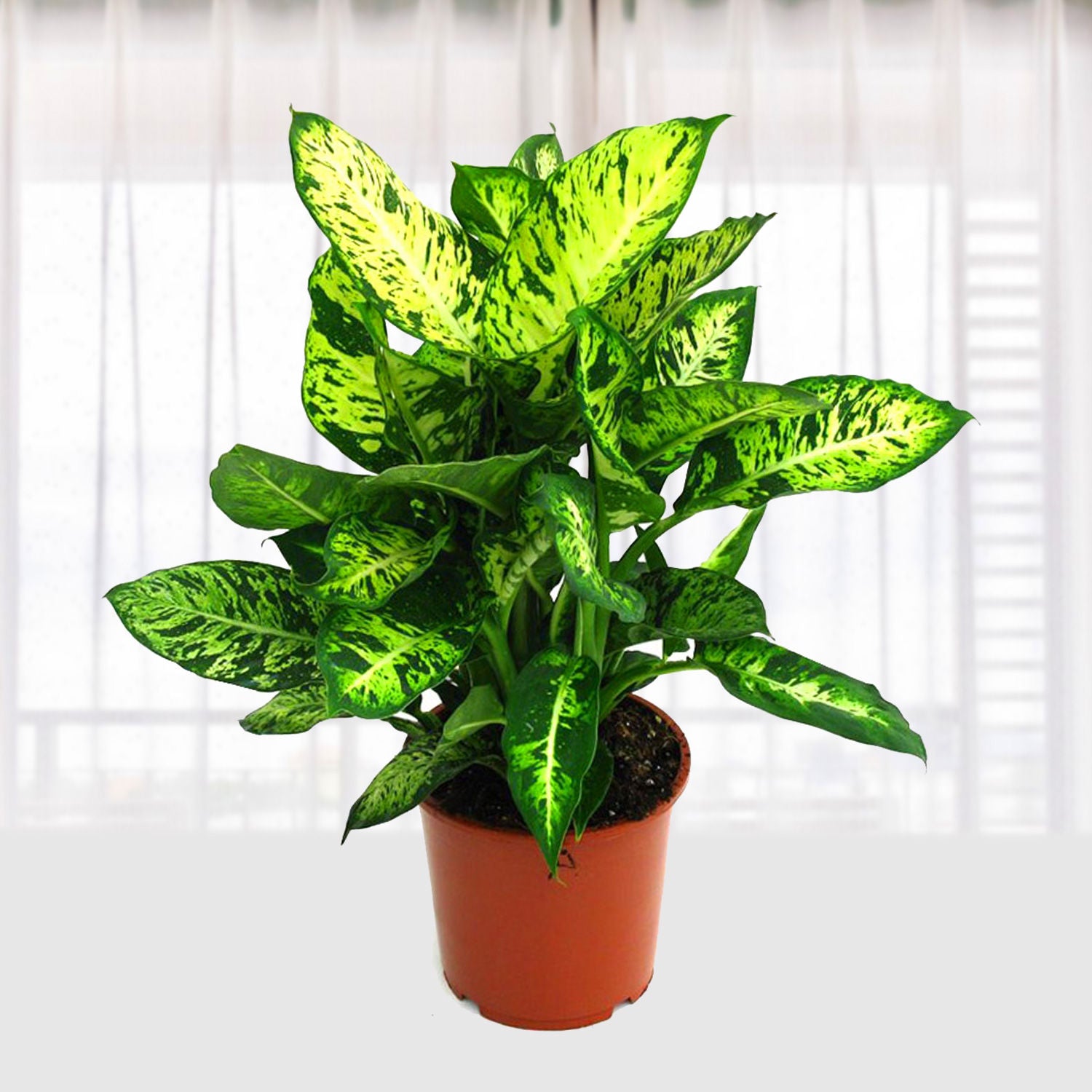 Dieffenbachia Compacta