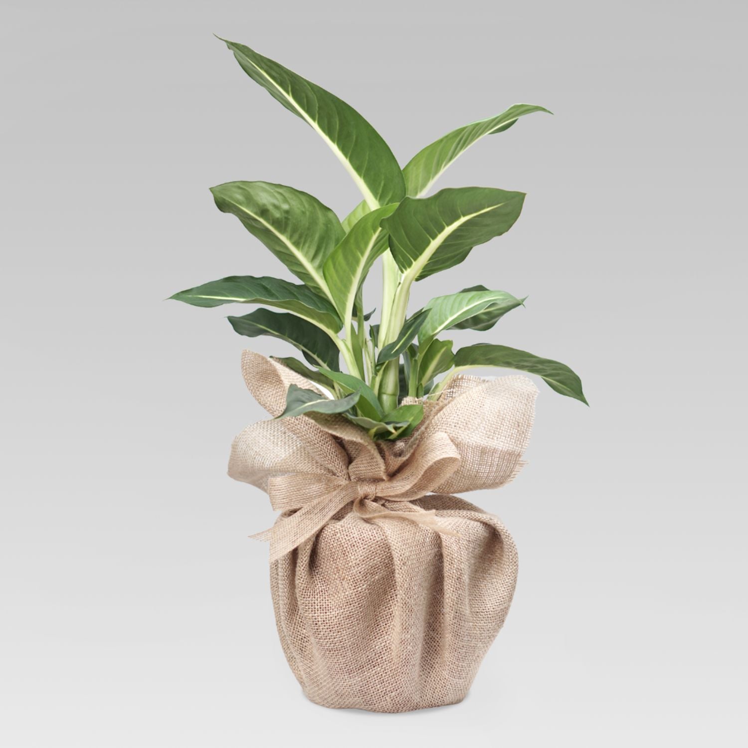 Dieffenbachia Green Magic Plant Jute Pot