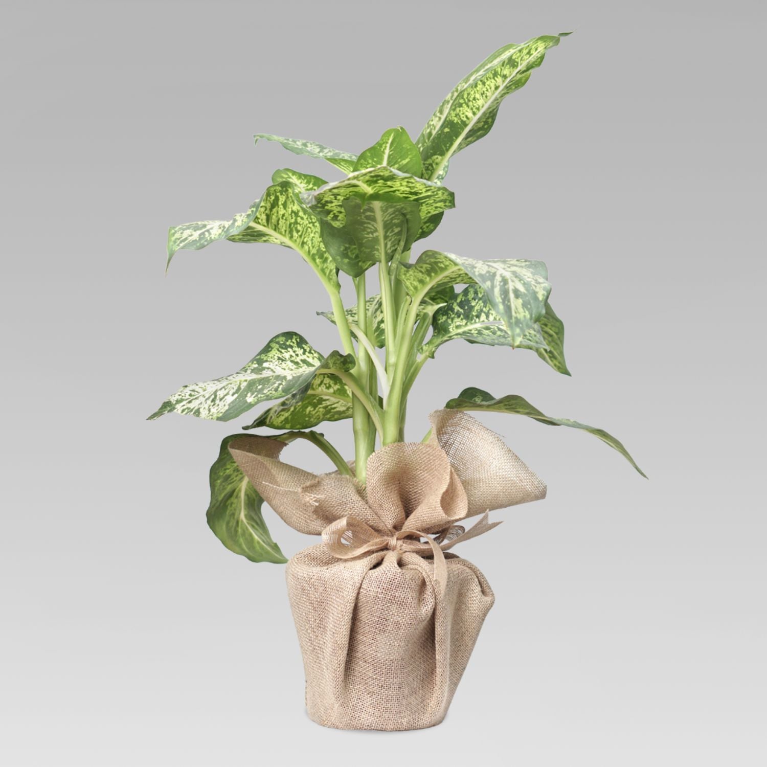 Dieffenbachia Plant Jute Wrapped Pot