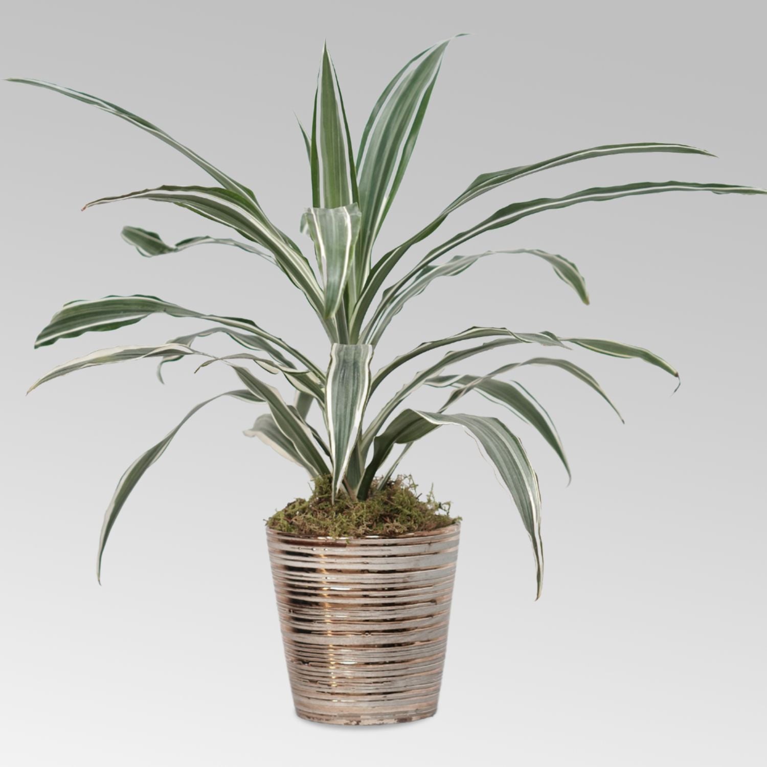 Dracaena White Stripes Plant Bronze Pot