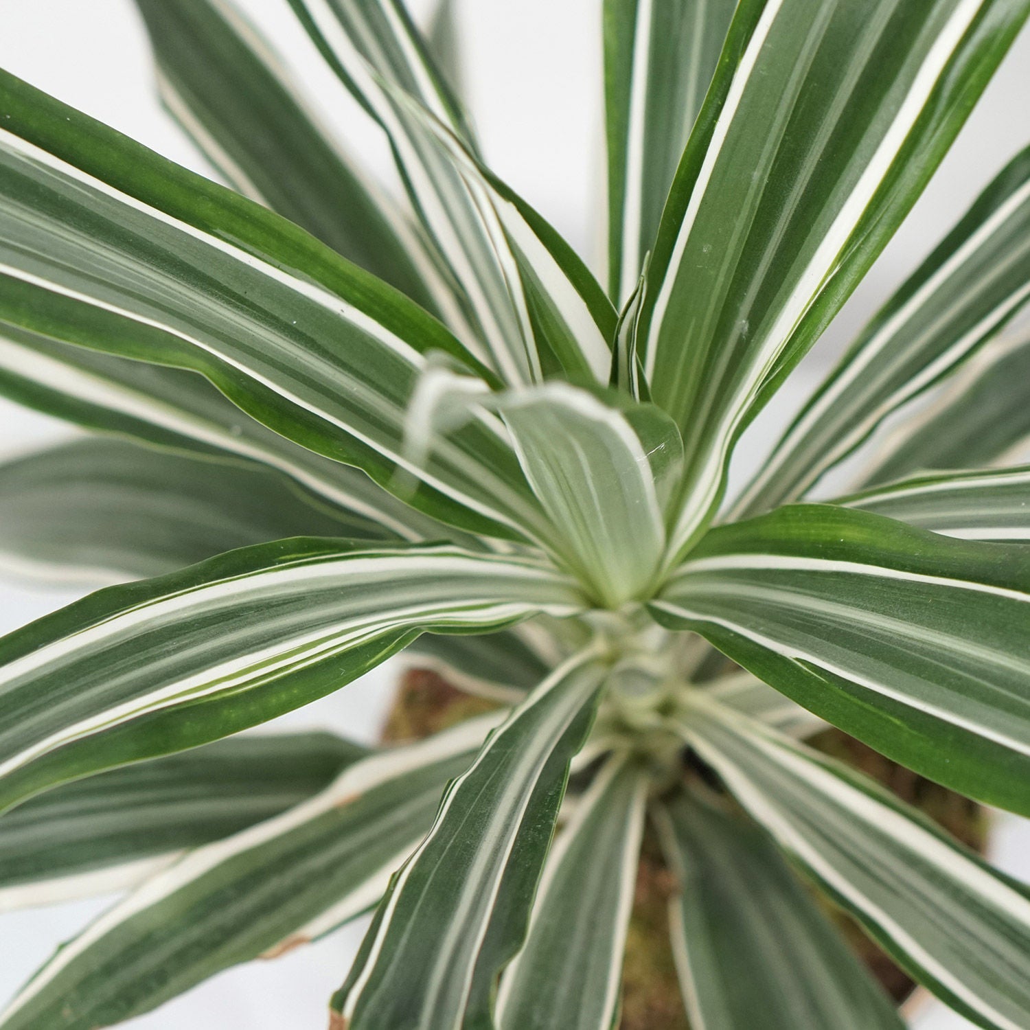 Dracaena White Stripes Plant Bronze Pot