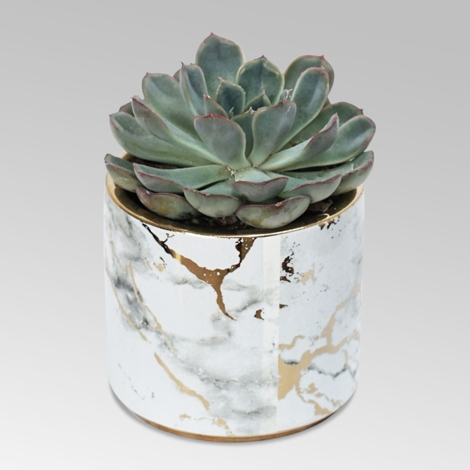 Echevieria Apos Plant Grey Pot