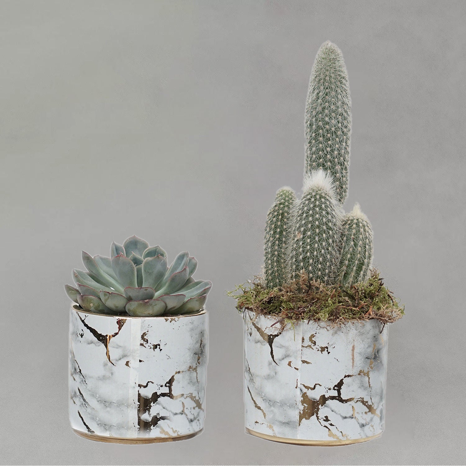 Echevieria & Cactus Plant Combo