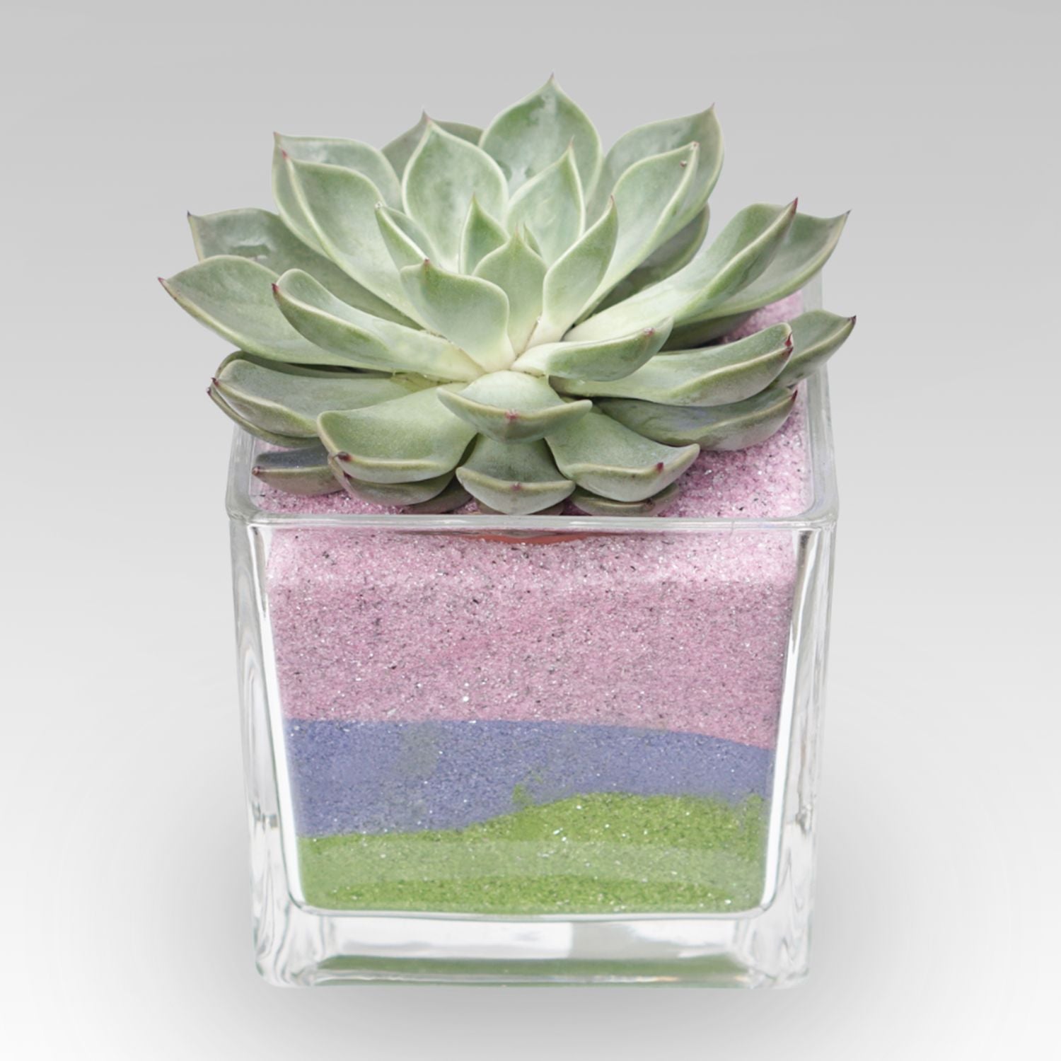 Echevieria Plant Square Glass Jar