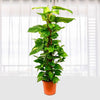 Epipremnum pin moss stick