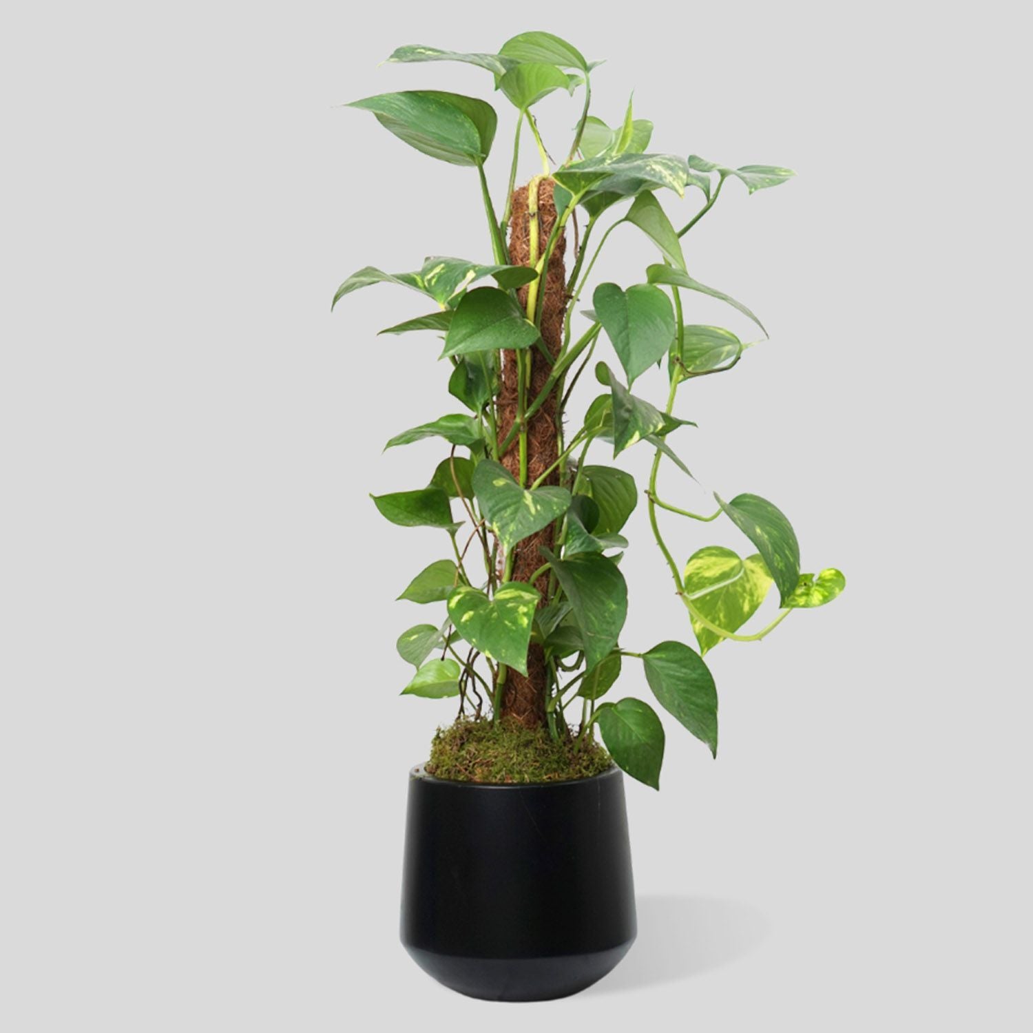 Epipremnum Pinn Mosstick Plant Black Pot