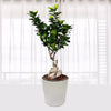 Ficus Bonsai Plant In Pot