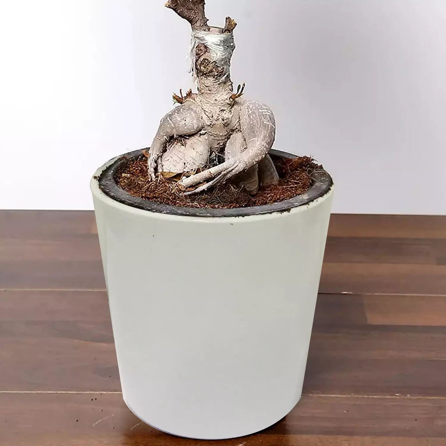 Ficus Bonsai Plant In Pot