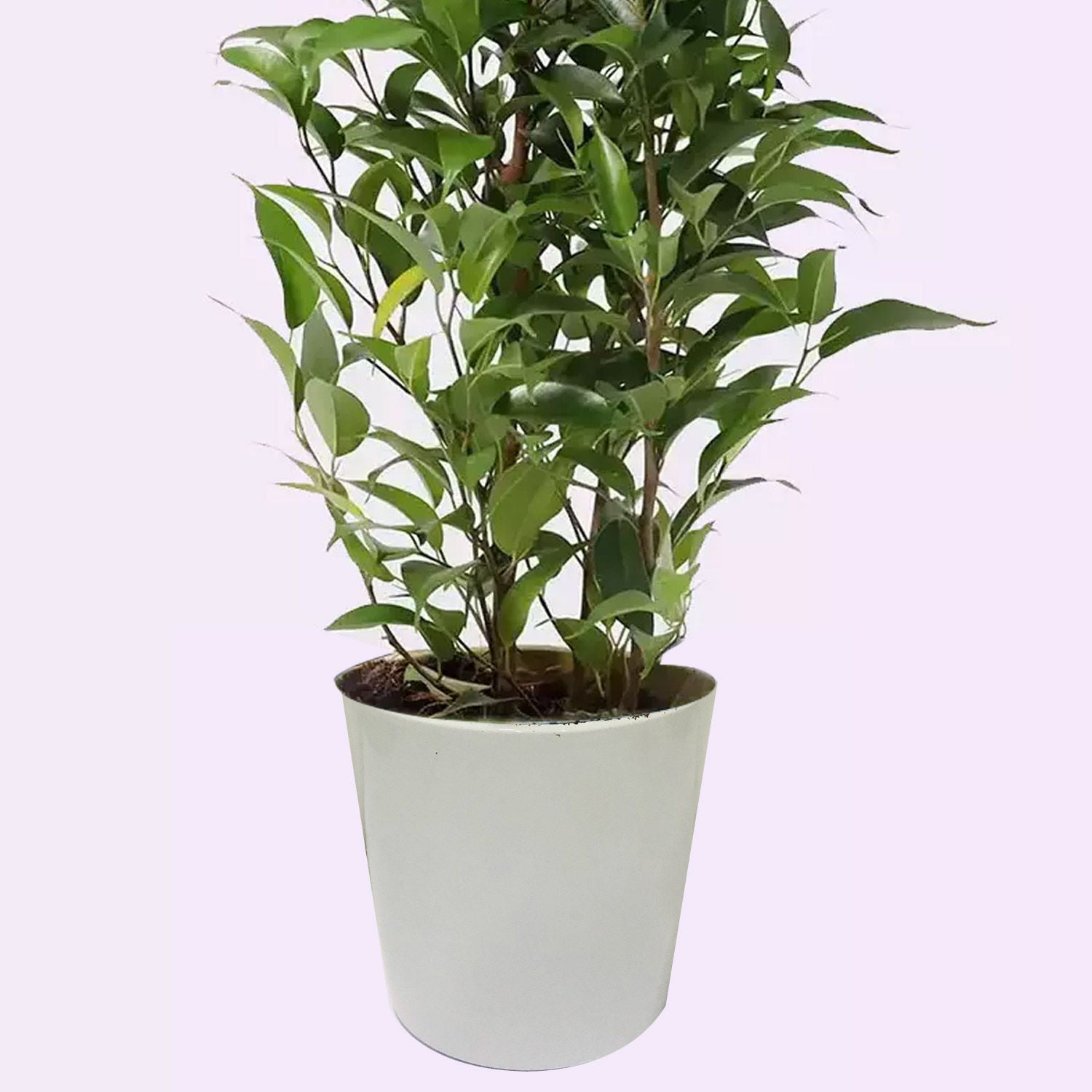 Ficus Plant In Pineapple Design Pot