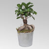 Fiscus Micro Carpa Gingseng Plant Grey Pot