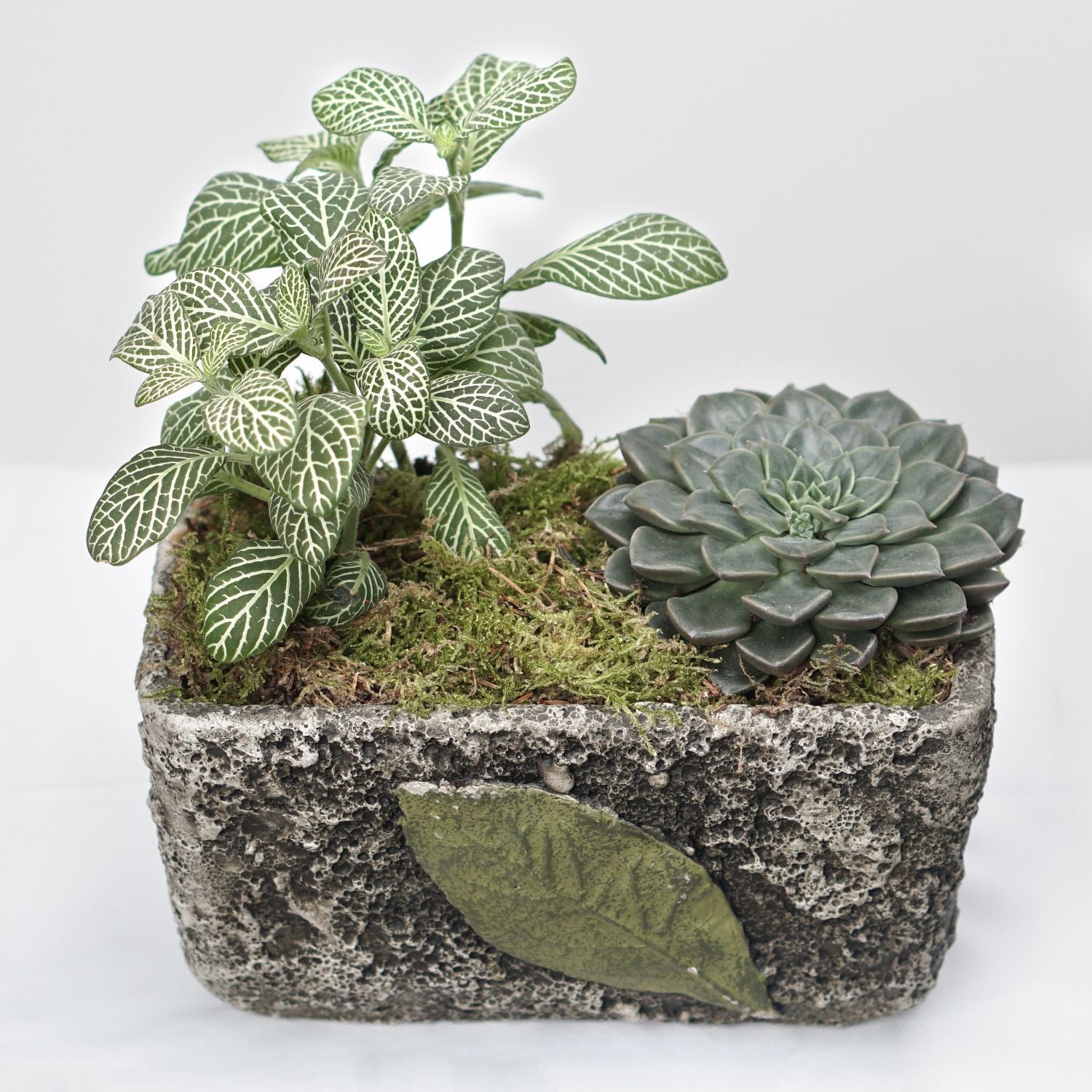 Fittonia & Echeveria Plant Square Shaped Pot