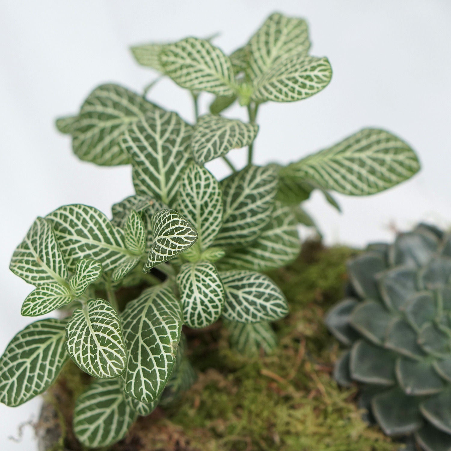 Fittonia & Echeveria Plant Square Shaped Pot