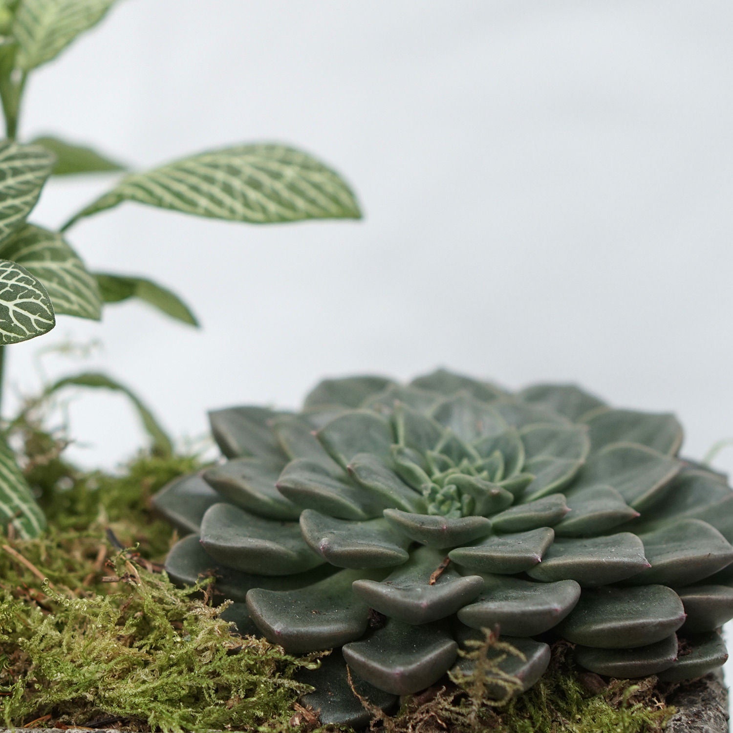 Fittonia & Echeveria Plant Square Shaped Pot