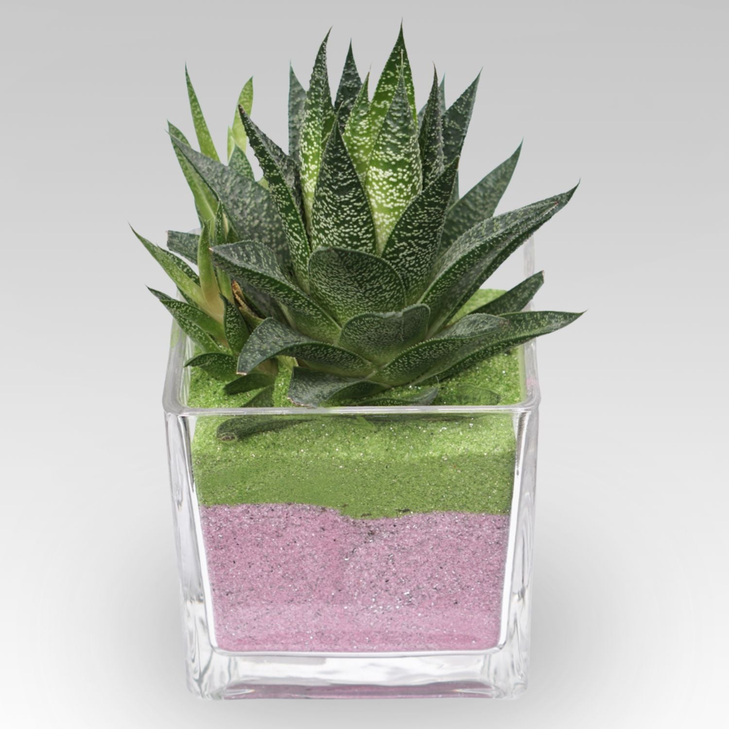 Gasteria Flow Plant Square Glass Jar