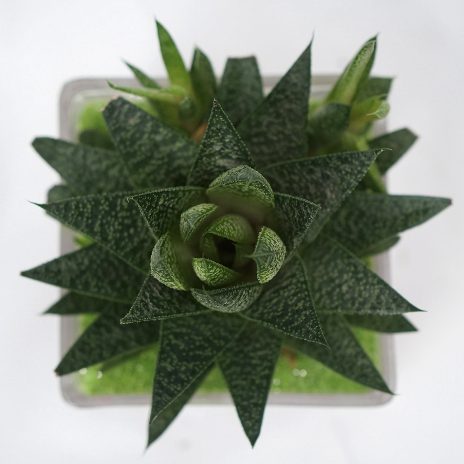 Gasteria Flow Plant Square Glass Jar