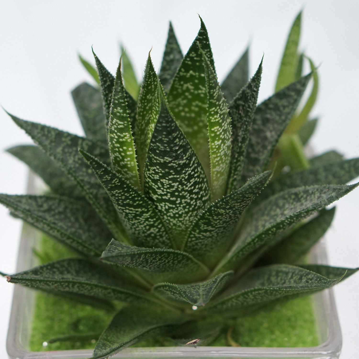 Gasteria Flow Plant Square Glass Jar