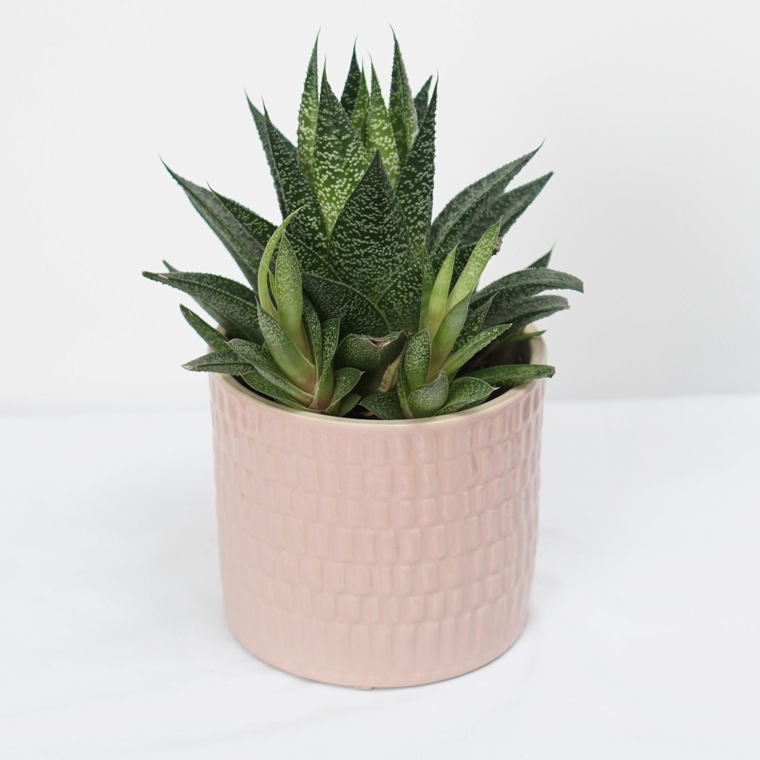 Gastoria Plant Pink Pot