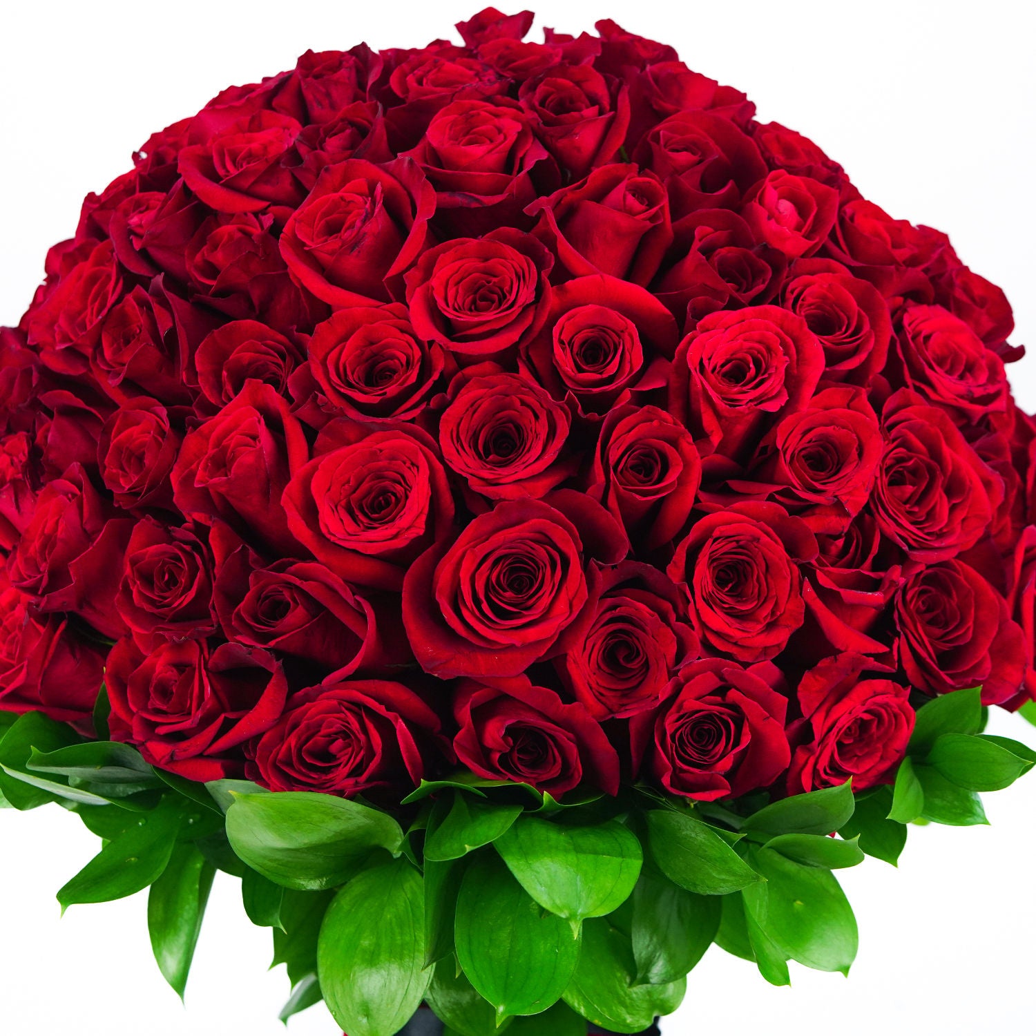 باقة 150 وردة جوري حمراء مربوطة بشريط أحمر