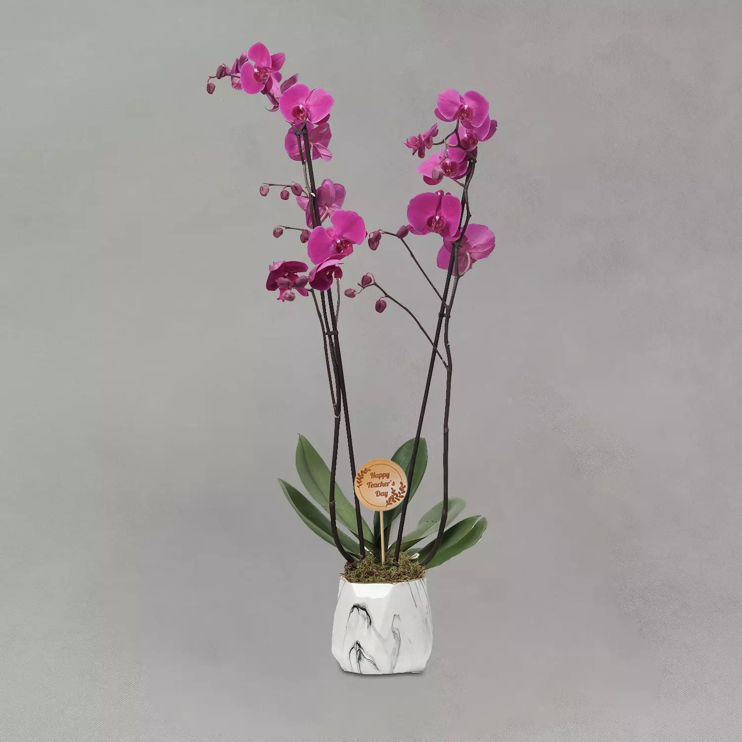 Happy Teachers Day Purple Phalaenopsis Plant Grey Pot