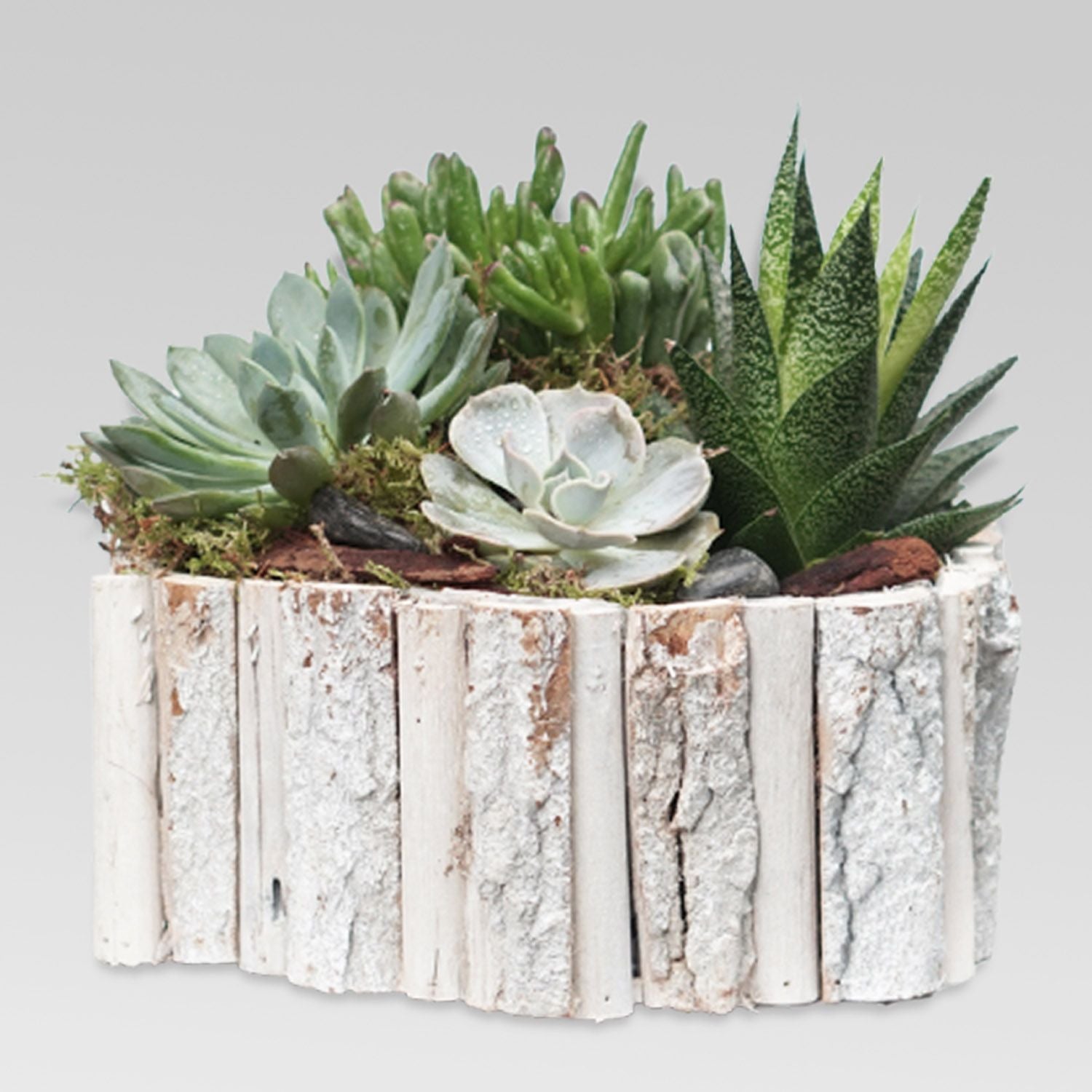 Indoor Plants In Hexagonal Wooden Pot