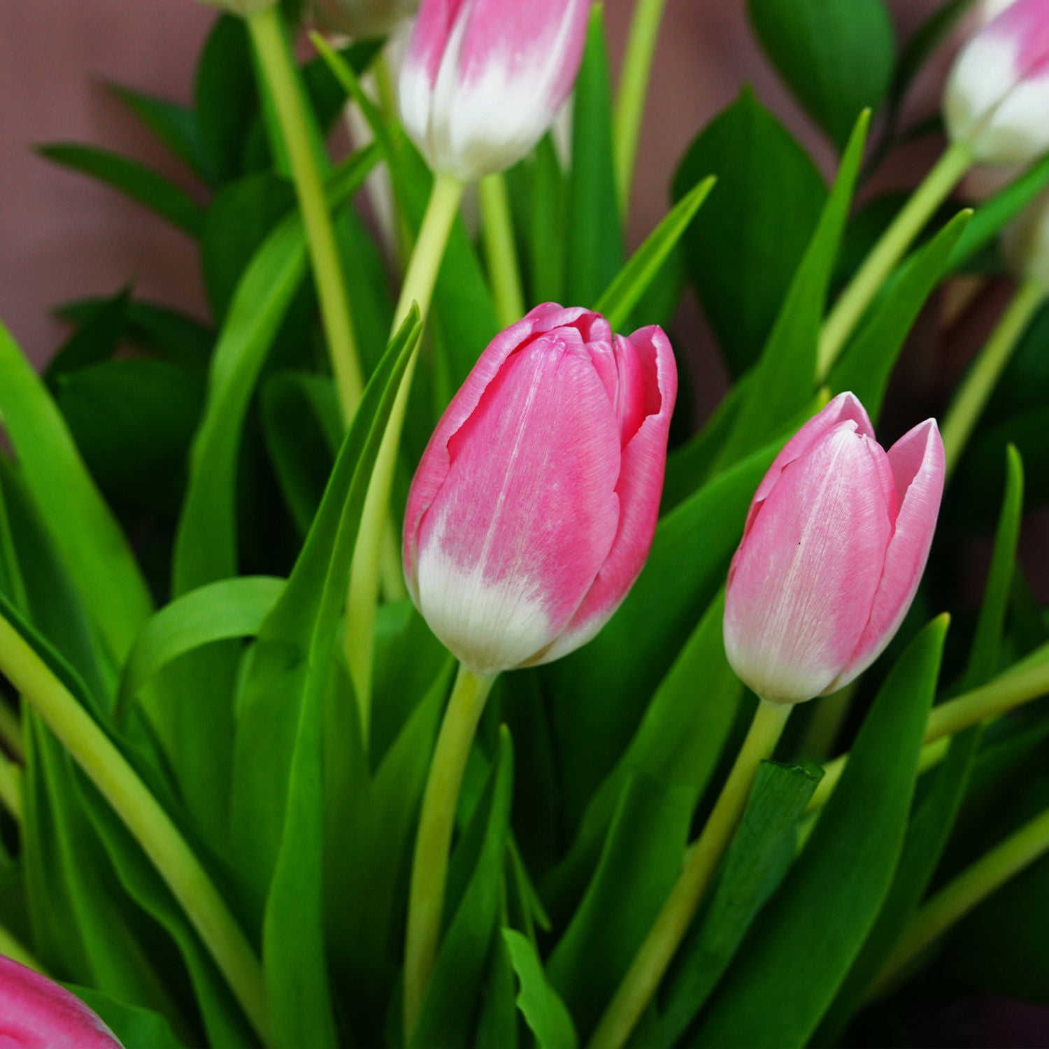 Lovely Pink N Light Pink Tulips Bouquet