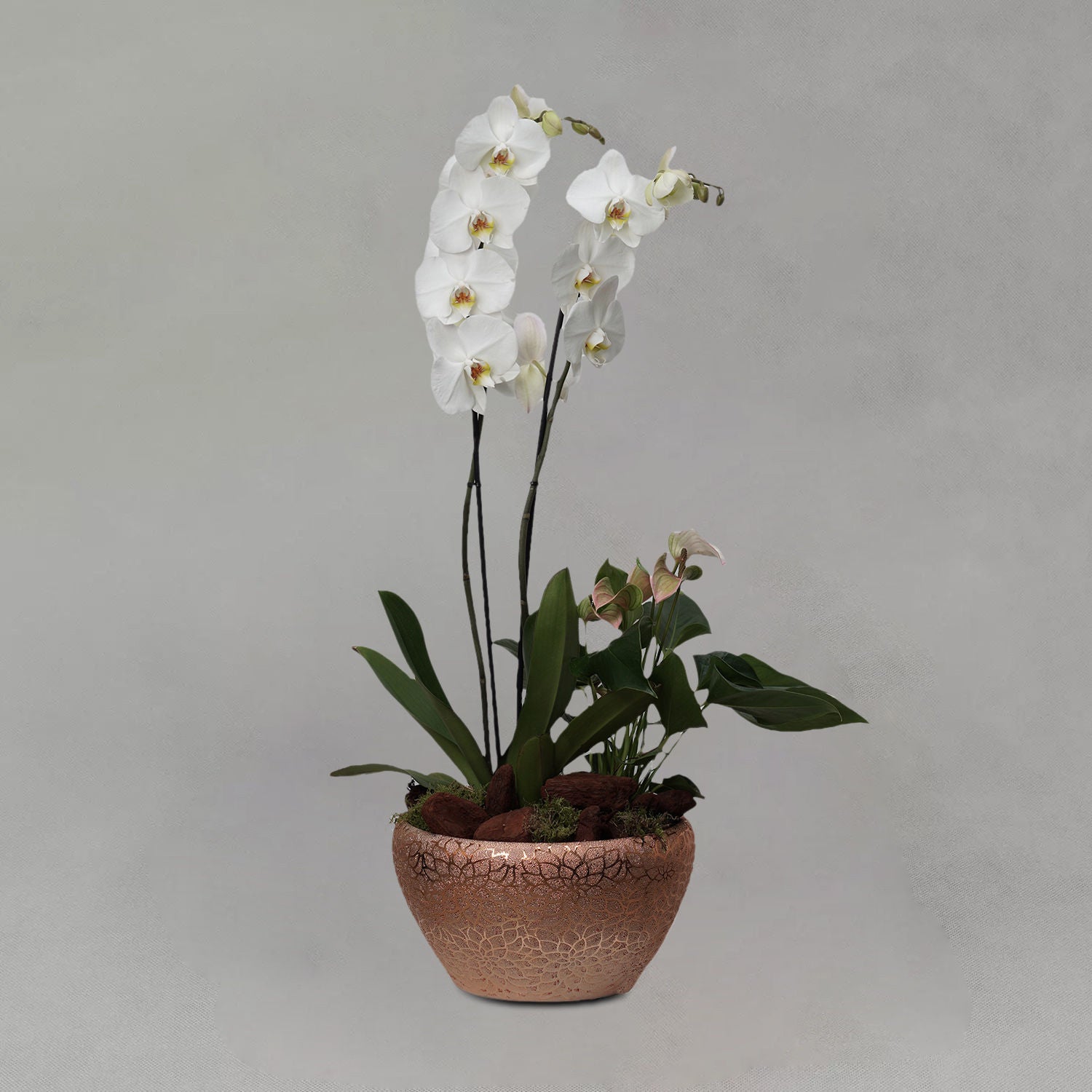 Phalaenopsis & Anthurium Plant In Golden Pot