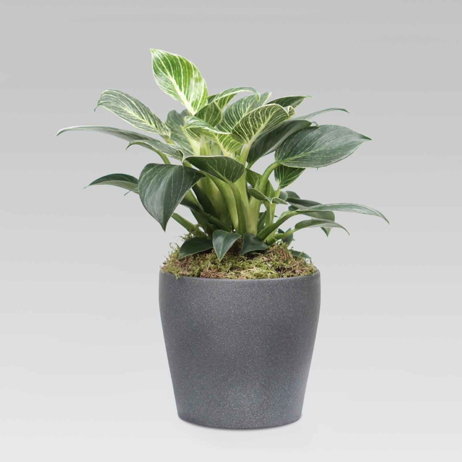 Philodendron Birkin Plant Grey Pot