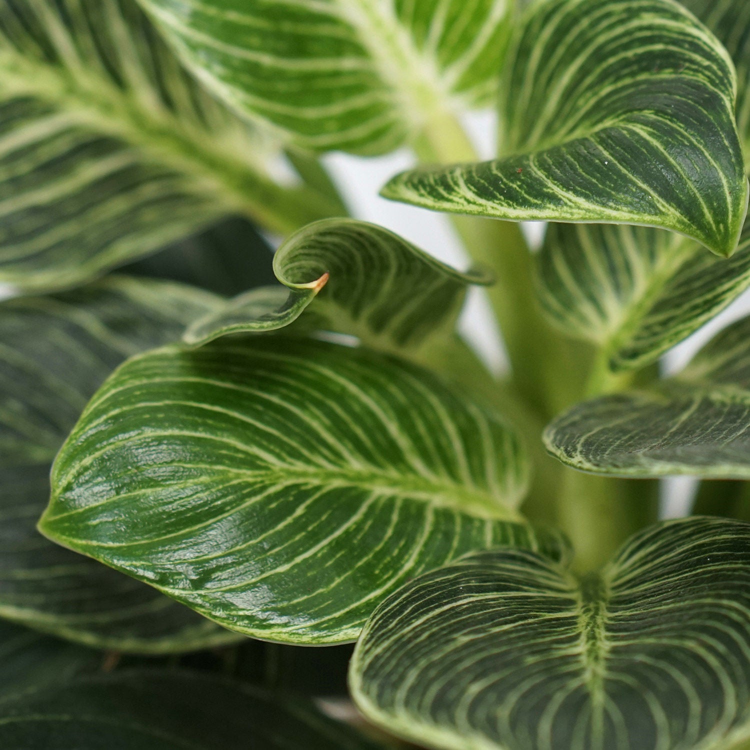 Philodendron Birkin Plant Grey Pot