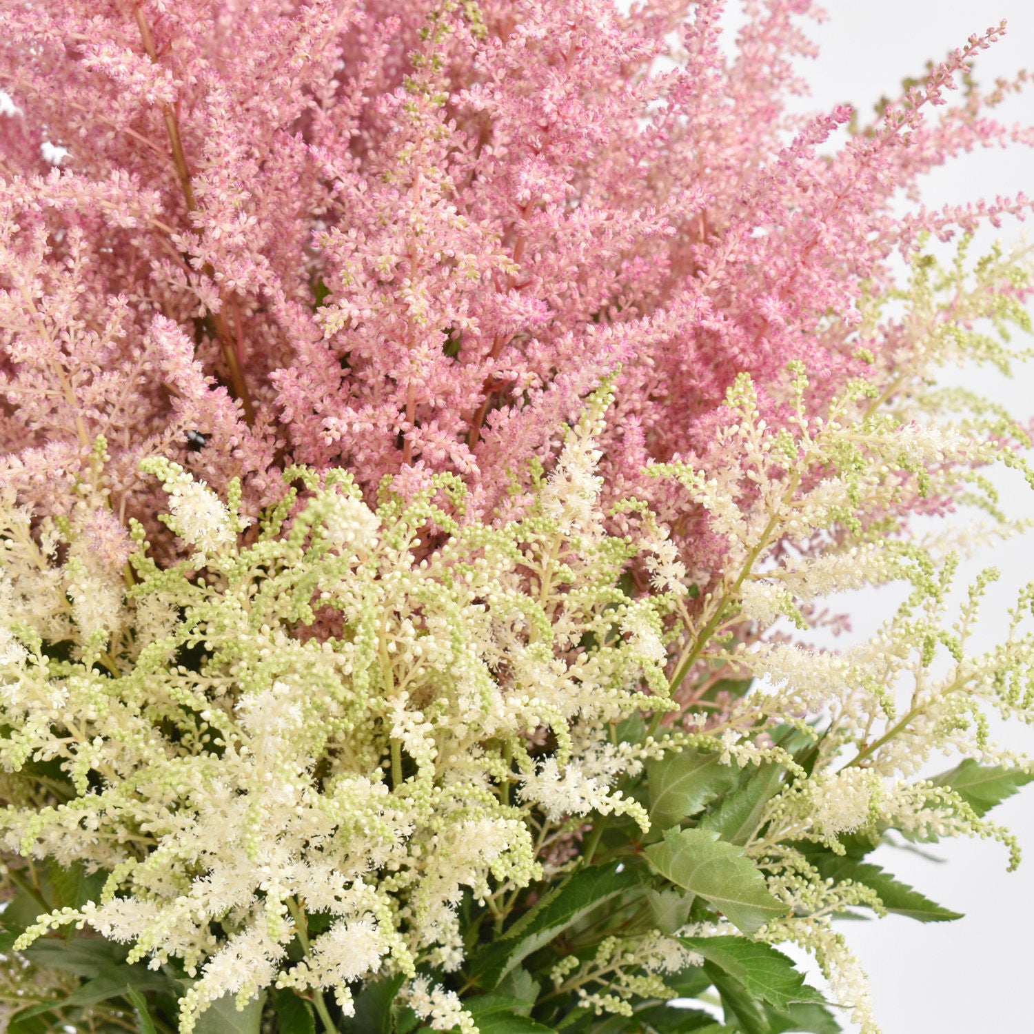 Pink and White Astilbe Beauty Bouquet