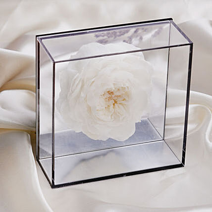 Preserved Peony in Mirror Box